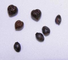 We love seeds