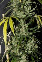 Cong'Haze bud