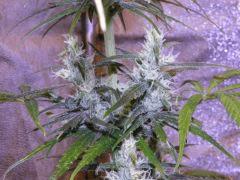 Congo Pointe Noire x OT Haze