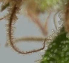 Macro Panama