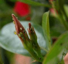 P6030421