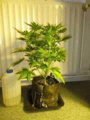 F40 SQ(1)