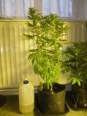 F40 NH2(1)