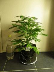F22 SQ(1)