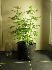 F22 NH2