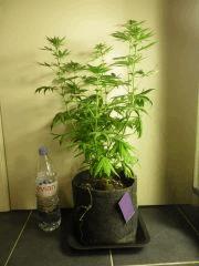 F26 NH1