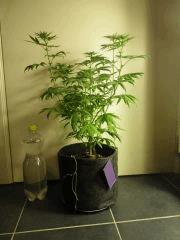F22 NH1(1)