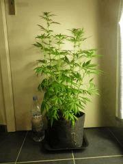 F26 NH2(1)