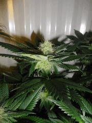 F40 SQ(2)