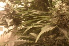 Ptis Buds F+35 Wonder Woman