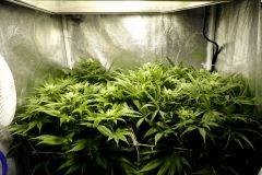 Ice F 31#2