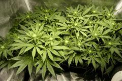 Ice F 18