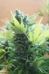 Ice F 68#3