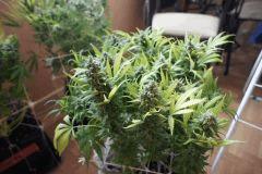 Ice#2 F 68#2