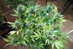 Ice#2 F 68