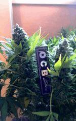 Ice F 60