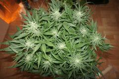 Ice#2 F 38#2