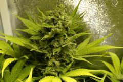 Ice F 60#3