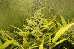 Ice F 68#4