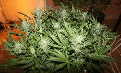 Ice#2 F 45#2