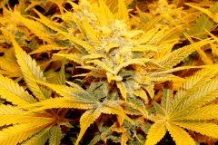 Ice F 45#3