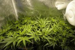 Ice F 10