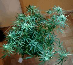 C99 F 31