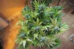 Ice#1 F 68