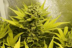 Ice F 68#5