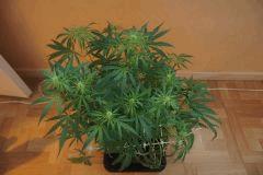 C99 F 20