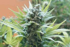 Ice F 68#2