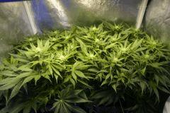 Ice F 23