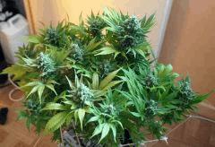 Ice#1 F 60#1