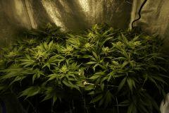Ice F 38#2