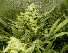 Ice F 45#2