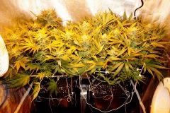 Ice F 42#1