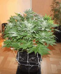 Ice#1 F 38#1