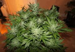 Ice#1 F 45#1