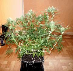 C99 F 38#1
