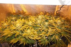 Ice F 38#1