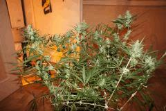 C99 F 45