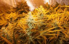C99 F 42#2