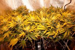 Ice F 45#3