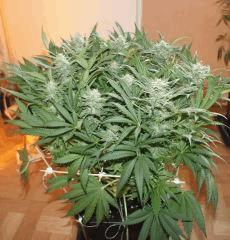 Ice#2 F 38#1