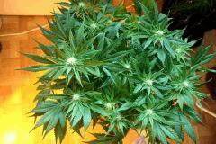 Ice#1 F 23
