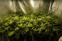 Ice F 45#1
