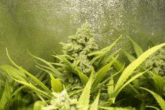 Ice F 60#2