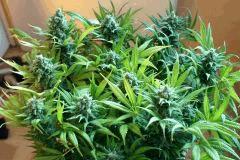 Ice#2 F 60#1