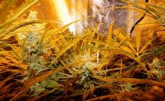 C99 F 45#3