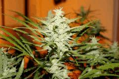 C99 F 45#1